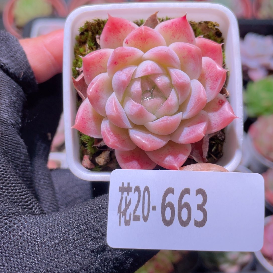 花利美20-663美瞳