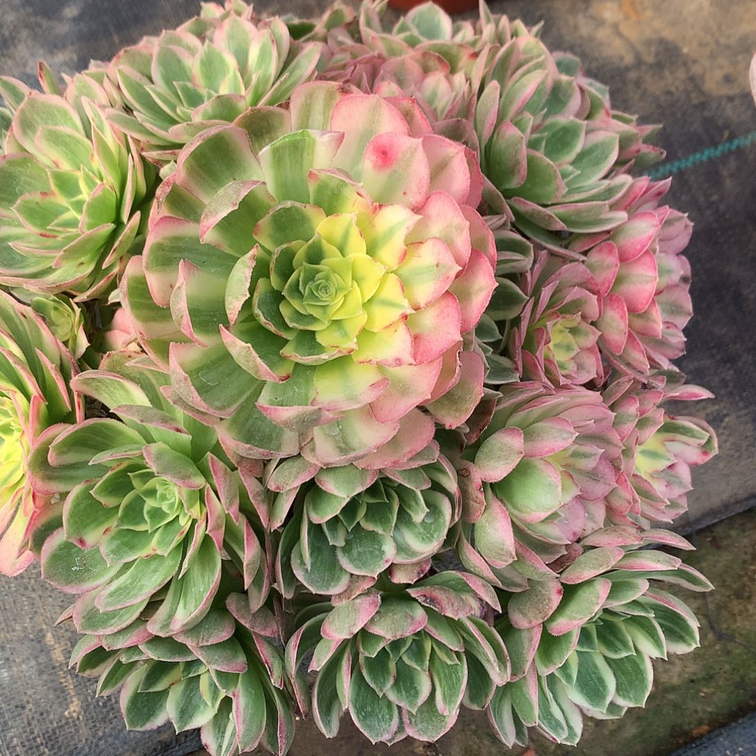 景***人完全开放法师图片植物多多肉