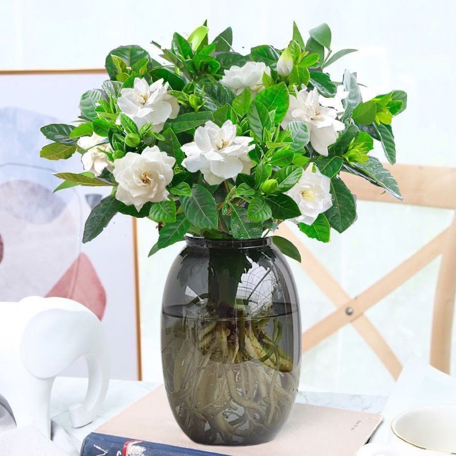 {带花苞}发货水培栀子花室内四季开花浓香净化空气好养绿植