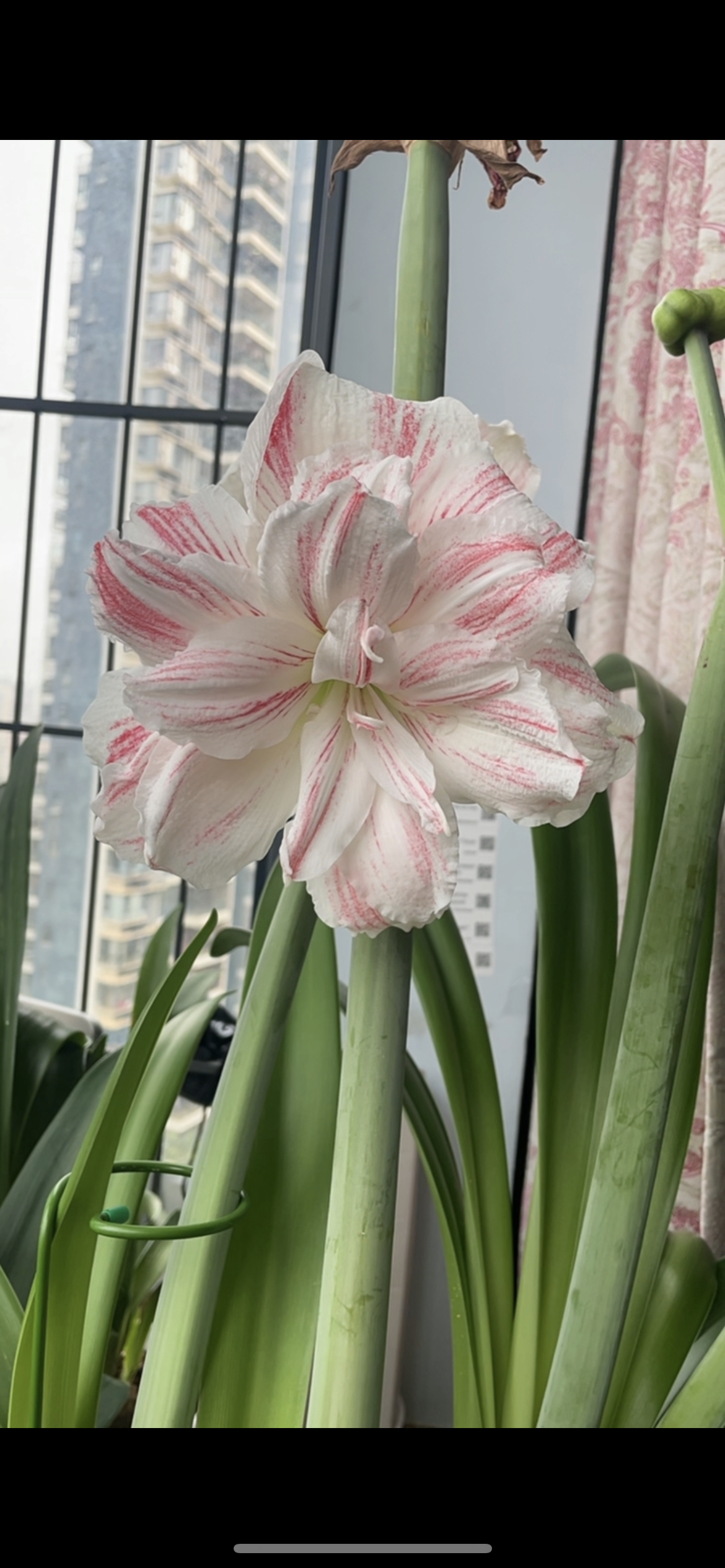 朱顶红花卉-惊奇铃声尺寸5+厘米