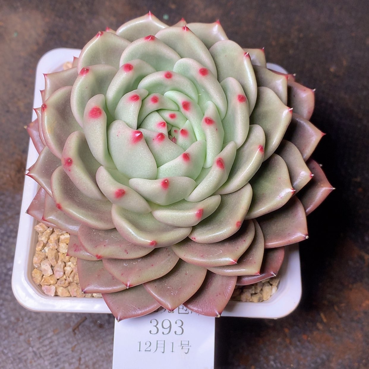 【闪购商品】云393号香槟玫瑰13厘米