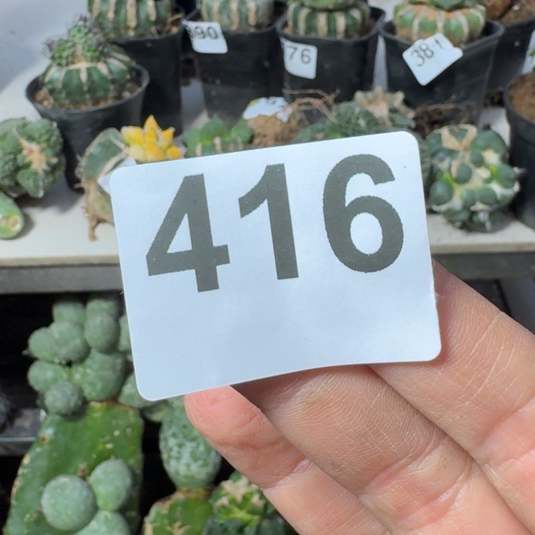 【闪购商品】无花朵桃***地两颗黑牡丹锦416