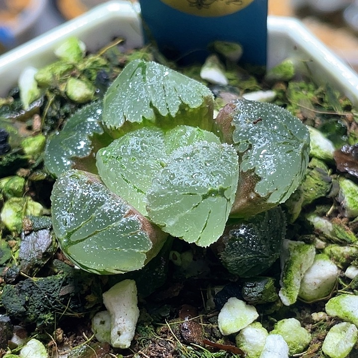 532冰城实生冰墩墩texuanfuli