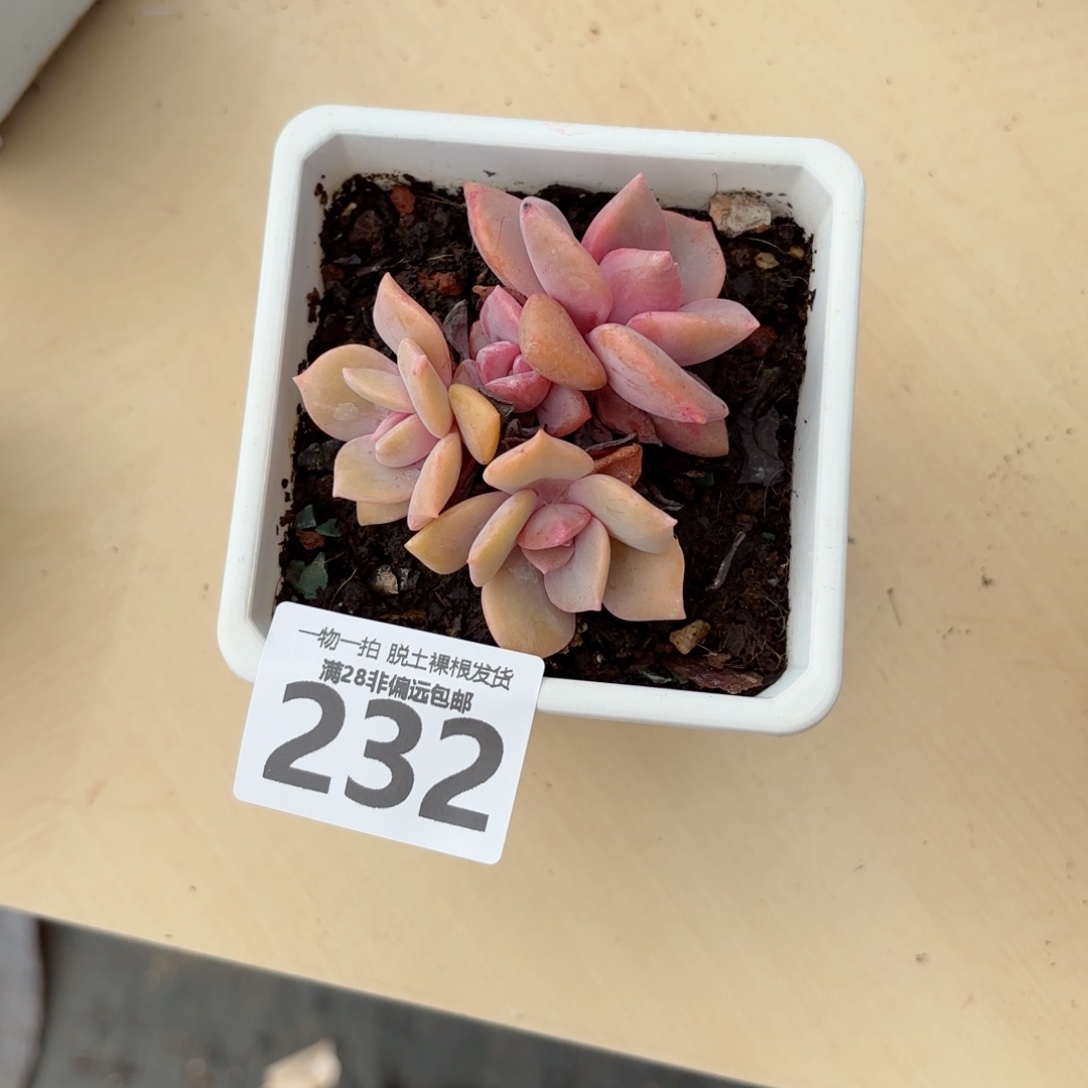 1***9彩虹糖无盆土发货
