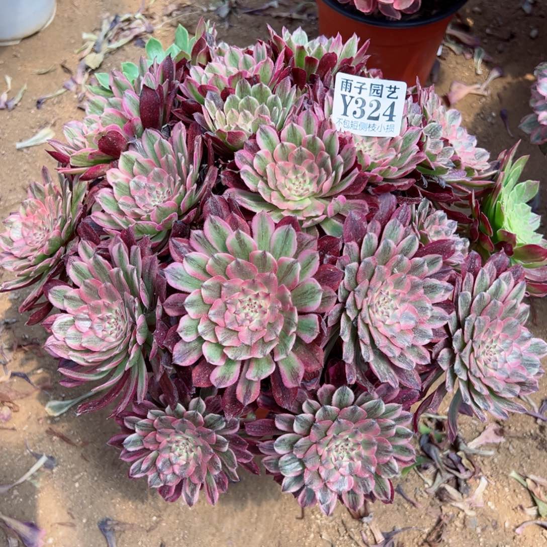 324夕颜尺寸35左右