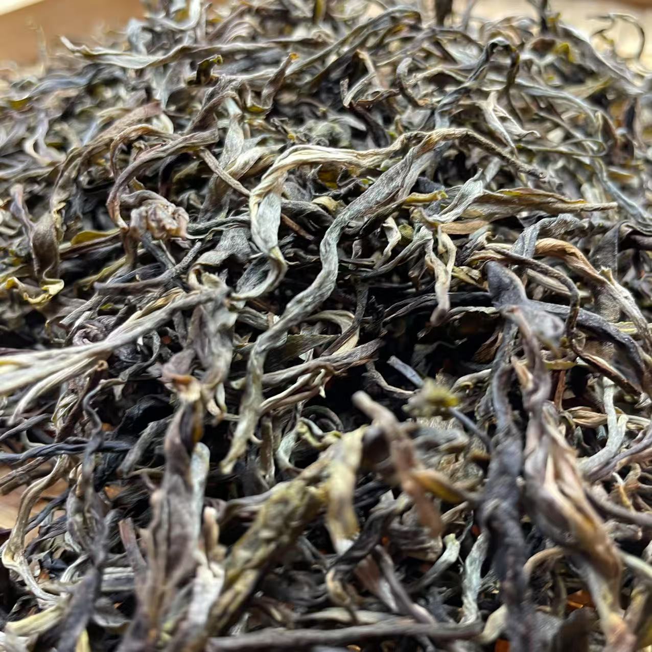 昆明千尊古生茶2025年保护区散料100克