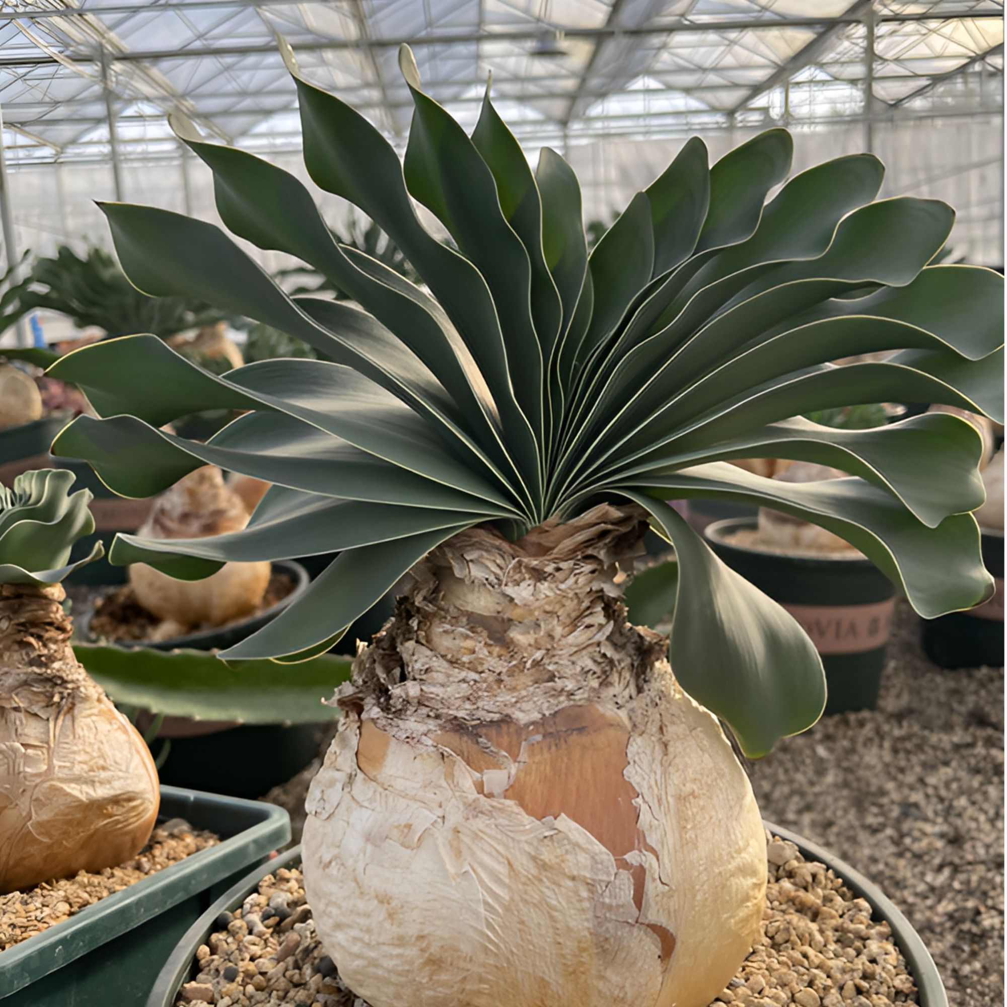 巨风之卵植物Boophane haemanthoides