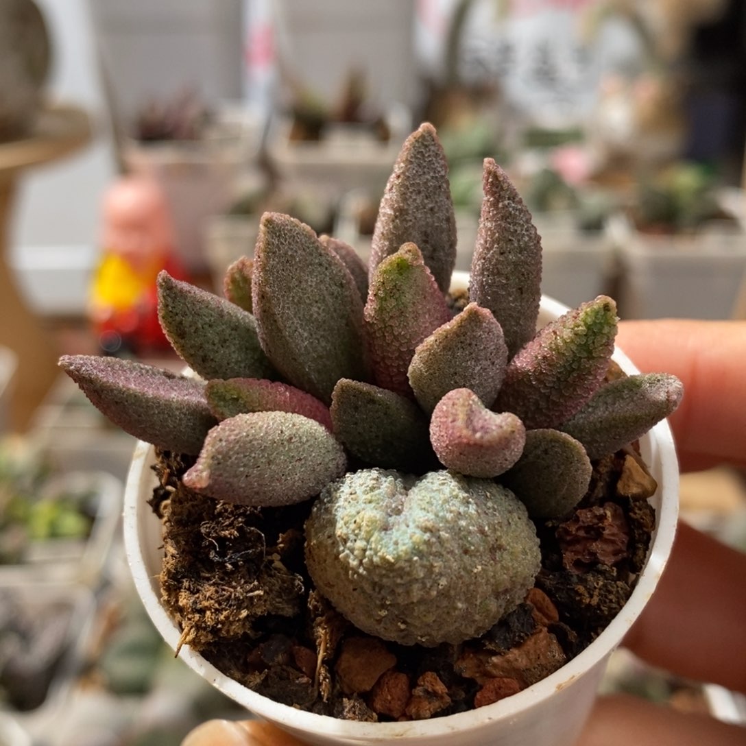 黑酱水泡多肉植物