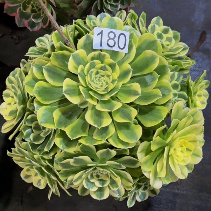 000000180绿豆沙多肉植物