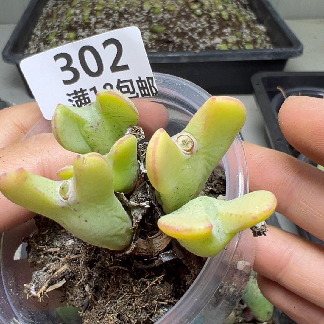 【闪购商品】302……