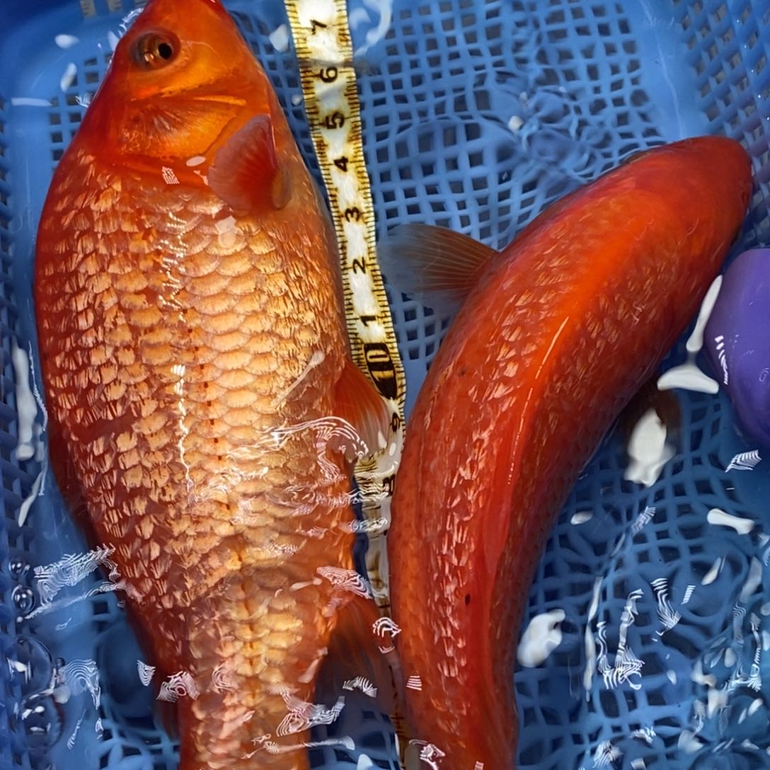 锦鲤冷水锦鲤包邮