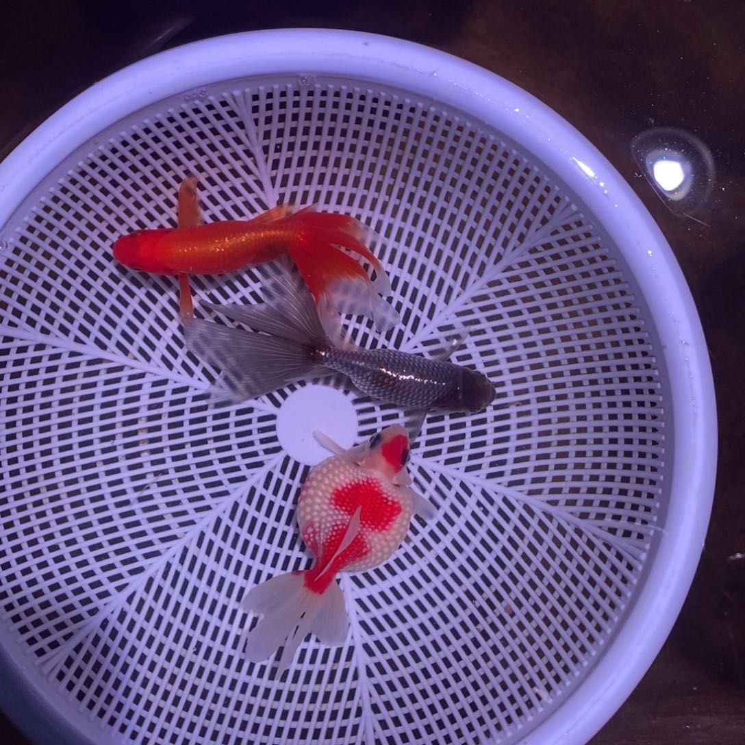 x***g海水鱼一对一开心包活