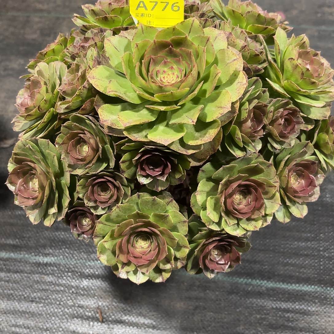 万拉丝法师多肉植物776