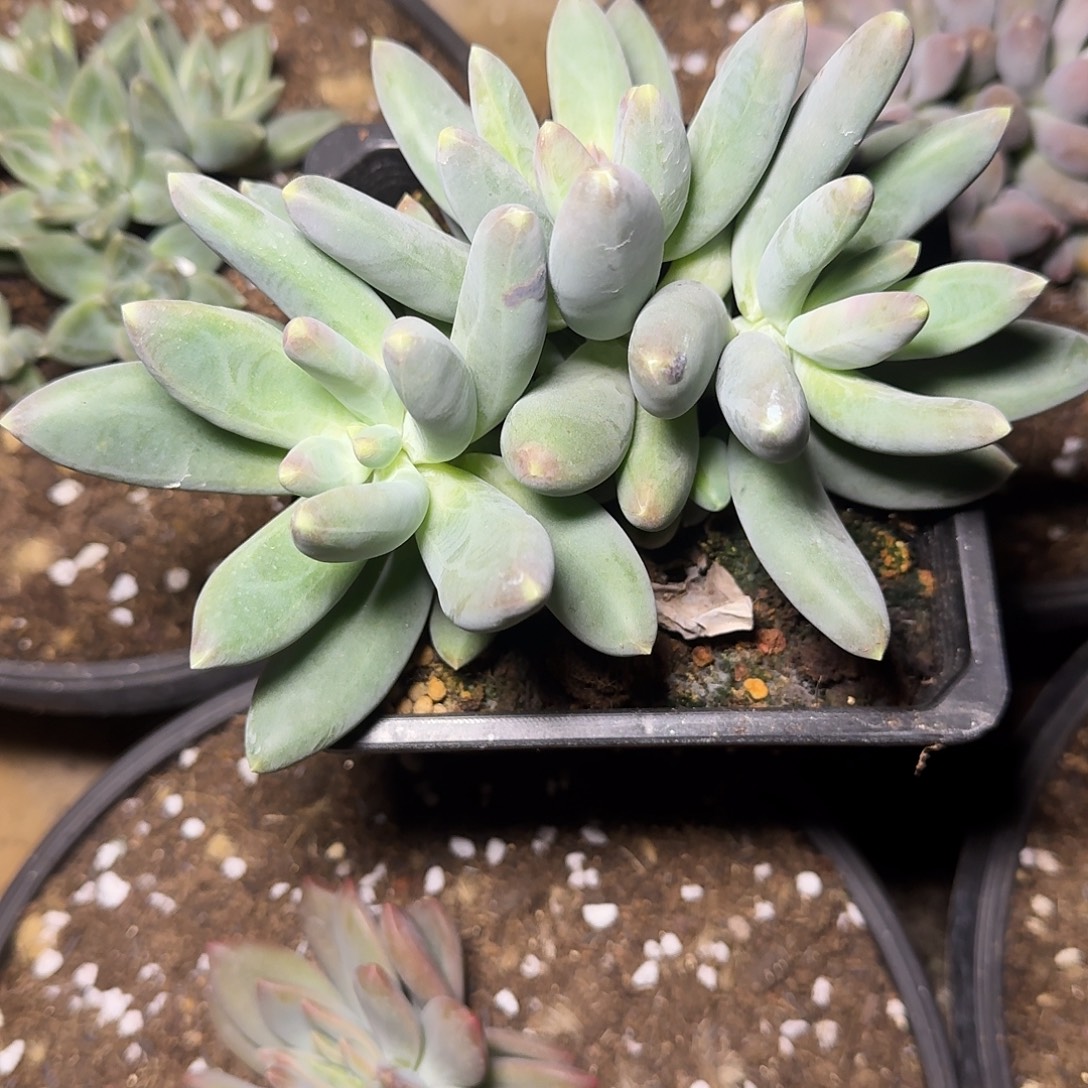 X系3头多肉植物11