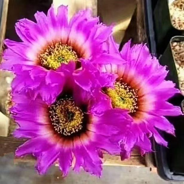 满十八元包邮【泰迪熊仙人球两颗】