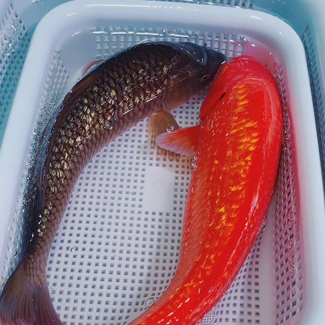 锦鲤锦鲤冷水鱼观赏