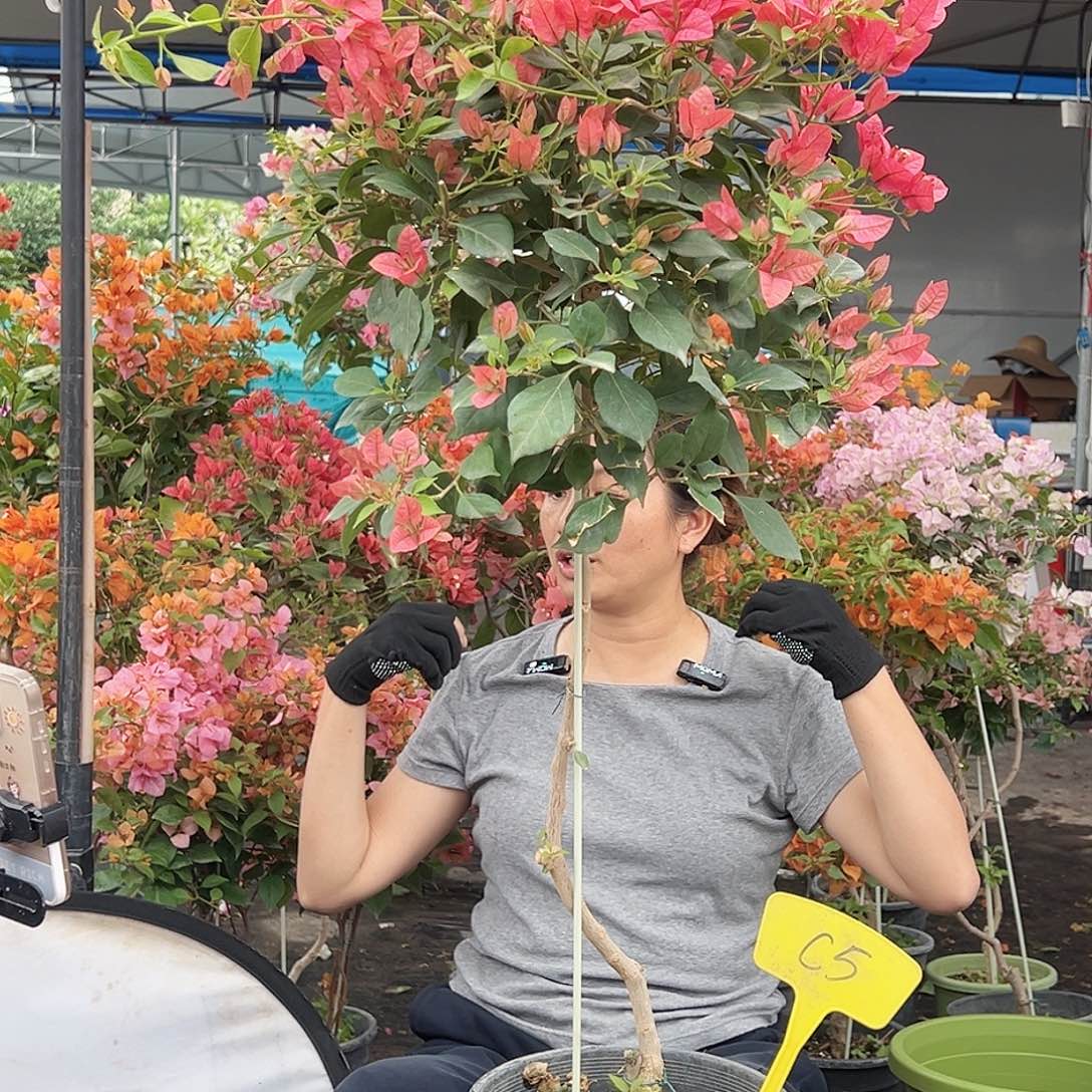 清***流大部分花苞少量开放C5酒红