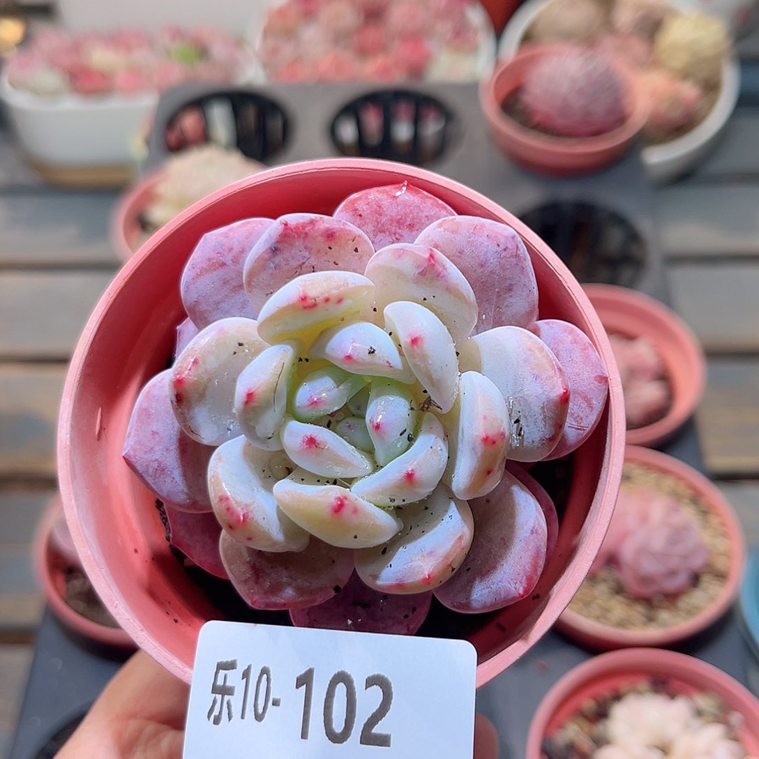 乐10-102 橙梦露单头 