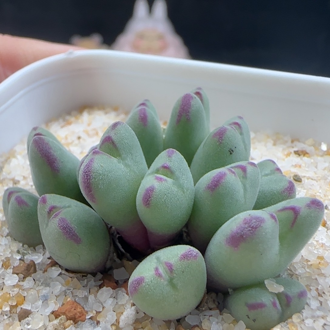 2.6.20/15 头莎文利亚