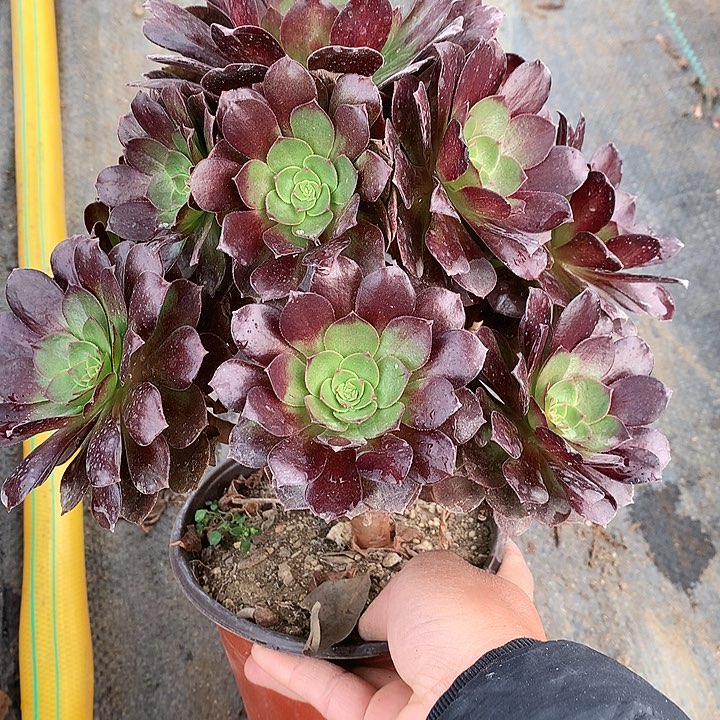 161赤焰莲多肉植物