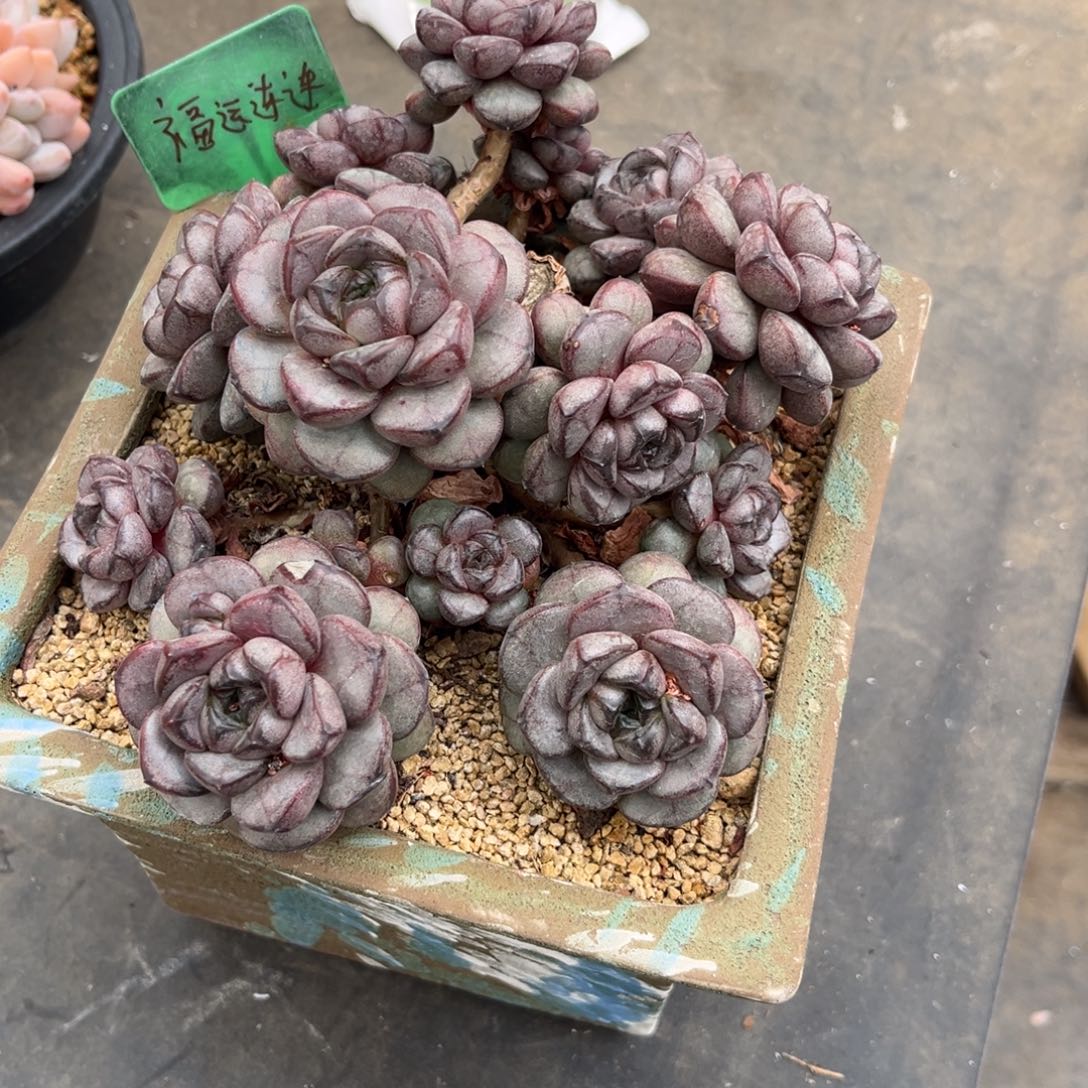 来的太迟哦咯你也