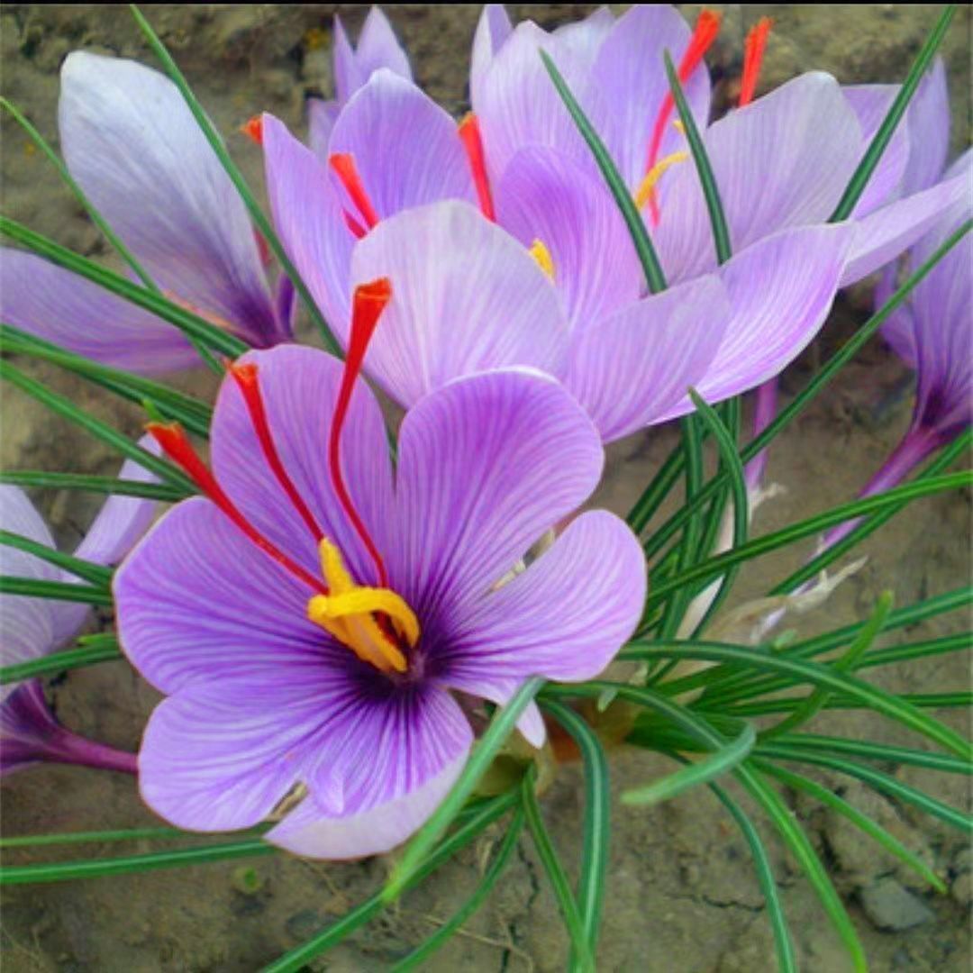 藏红花种球苗室内花卉盆栽耐寒易养活四季开花