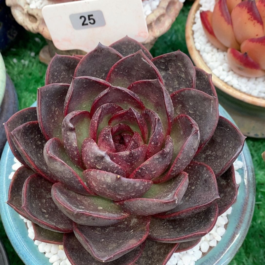 恶魔之眼多肉植物盆栽