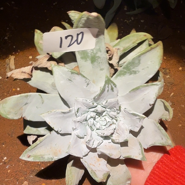 3代杂交仙女杯多肉福利