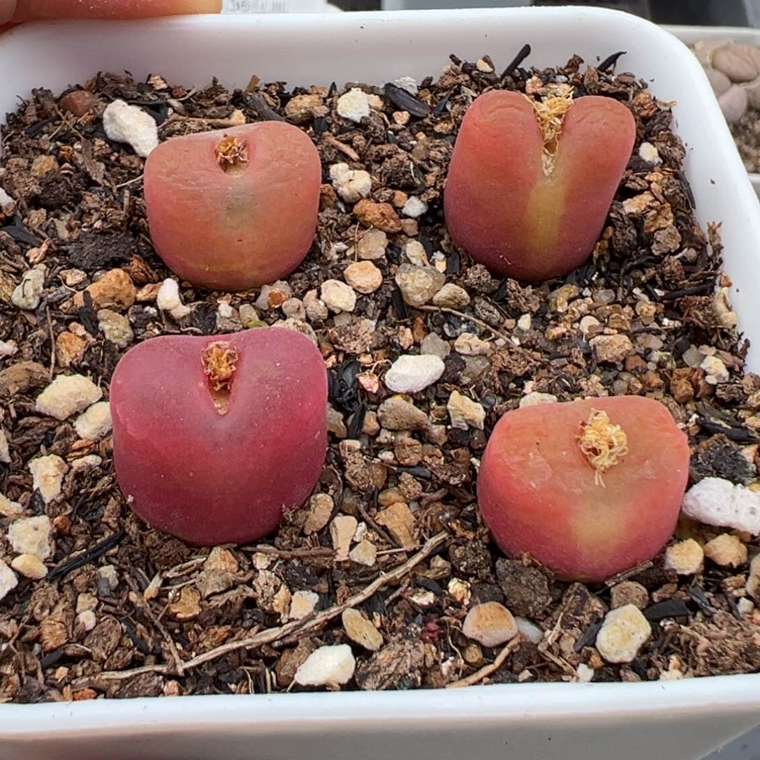 1.22好看的多肉268