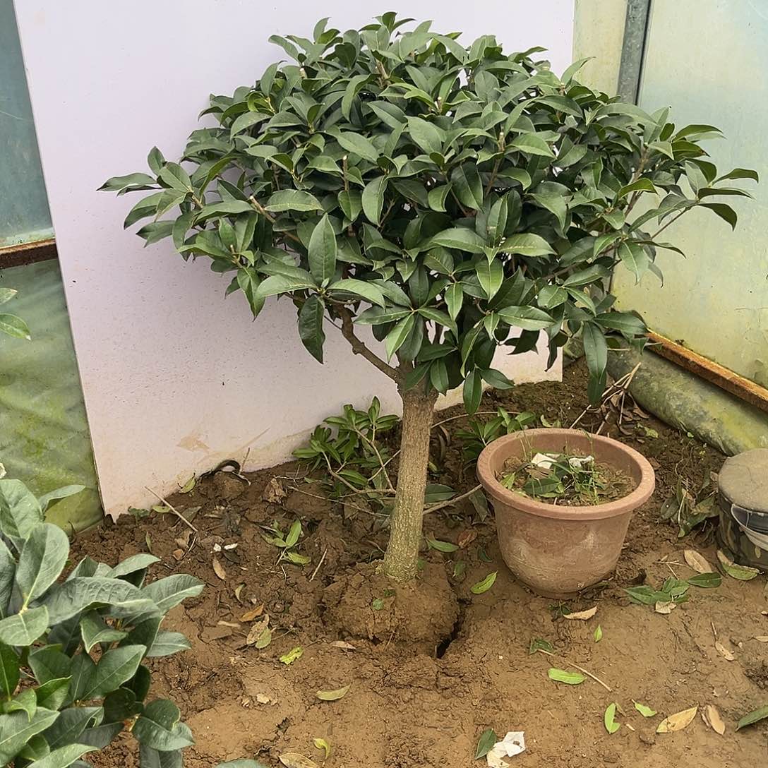 当前无花栽培后可以开花王***饭