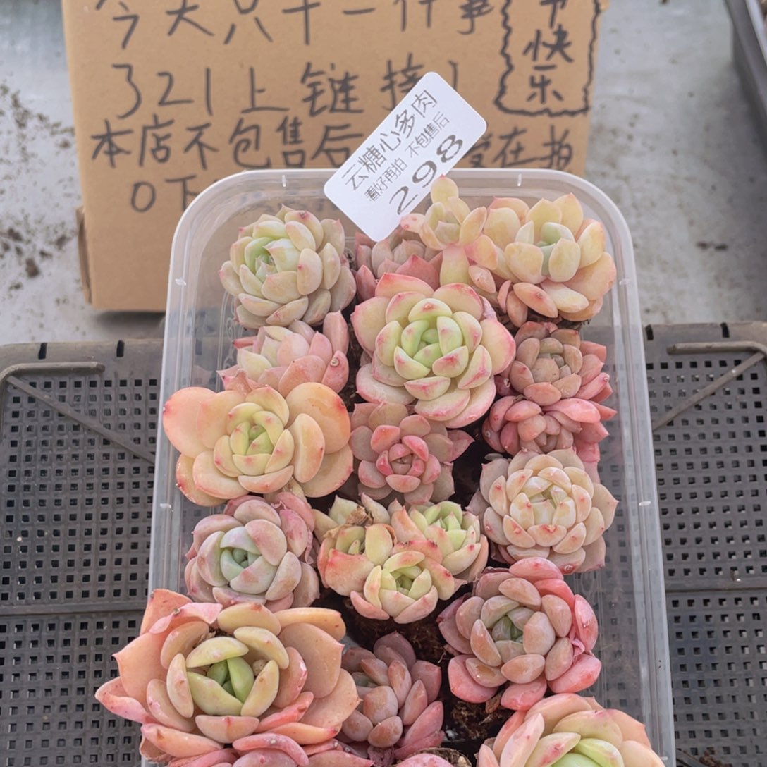云糖心多肉植物298