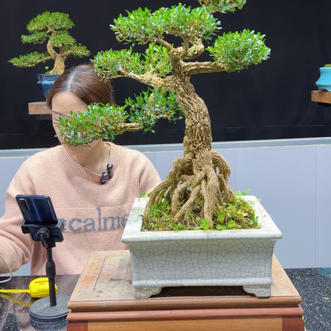 黄杨盆景老桩四季长青