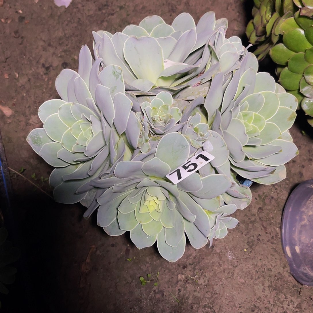 玫瑰玫瑰15-11包邮