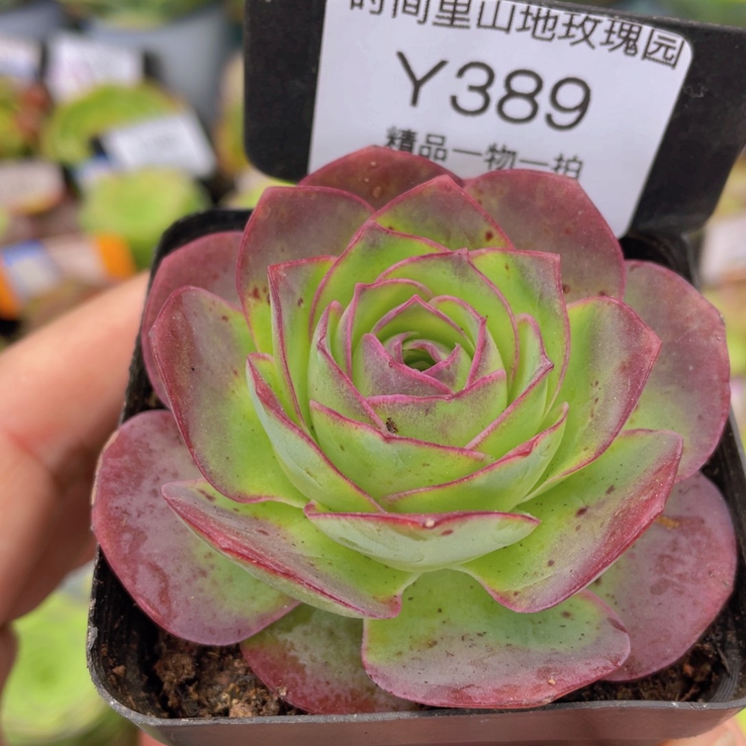 黄杂多肉福利389一物一拍