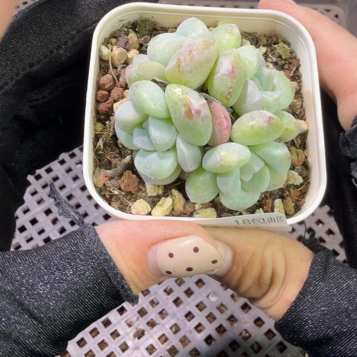 110 号到手1颗一物一拍