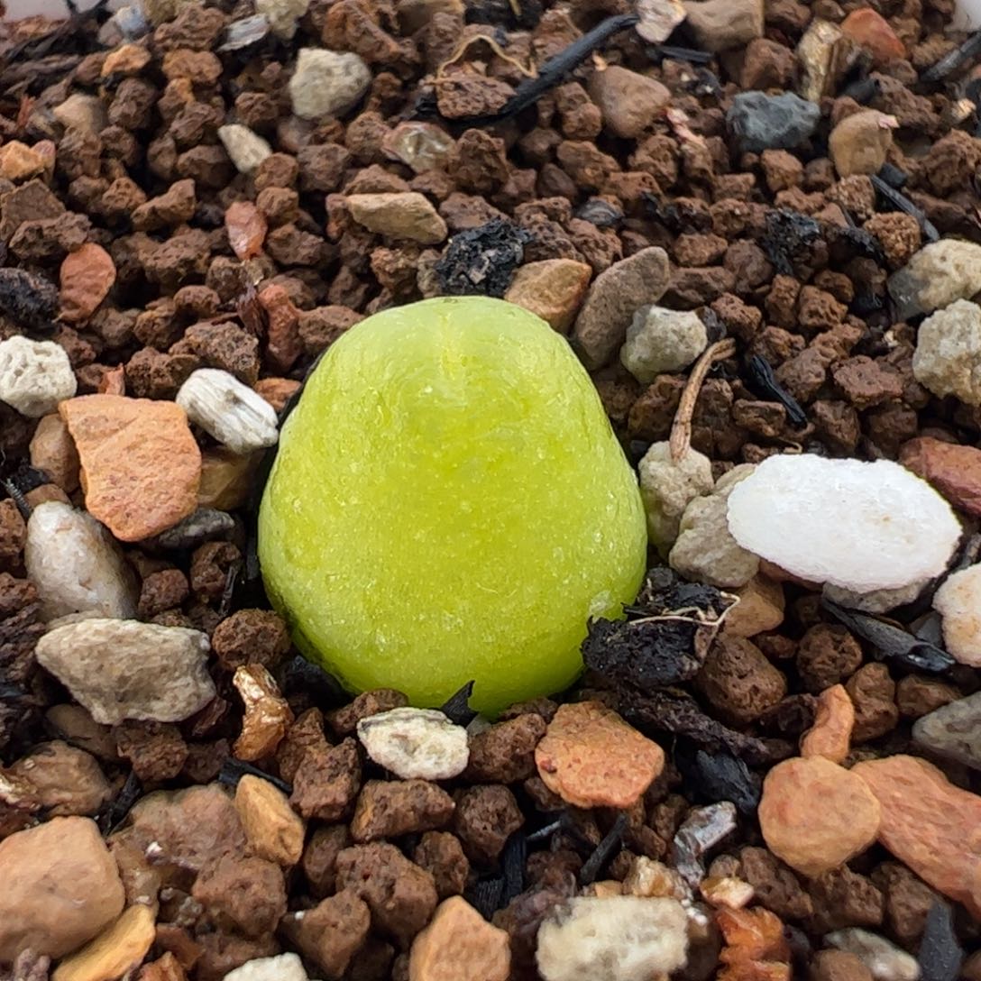 07大葫芦多肉植物百科