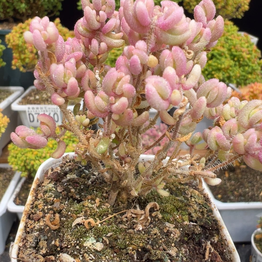 D7476红宝石锦开播福利