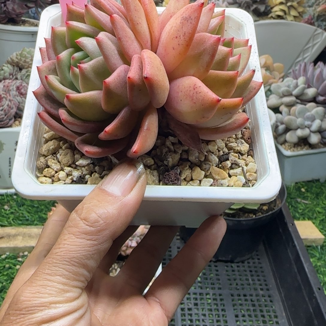 锦安精品多肉植物248