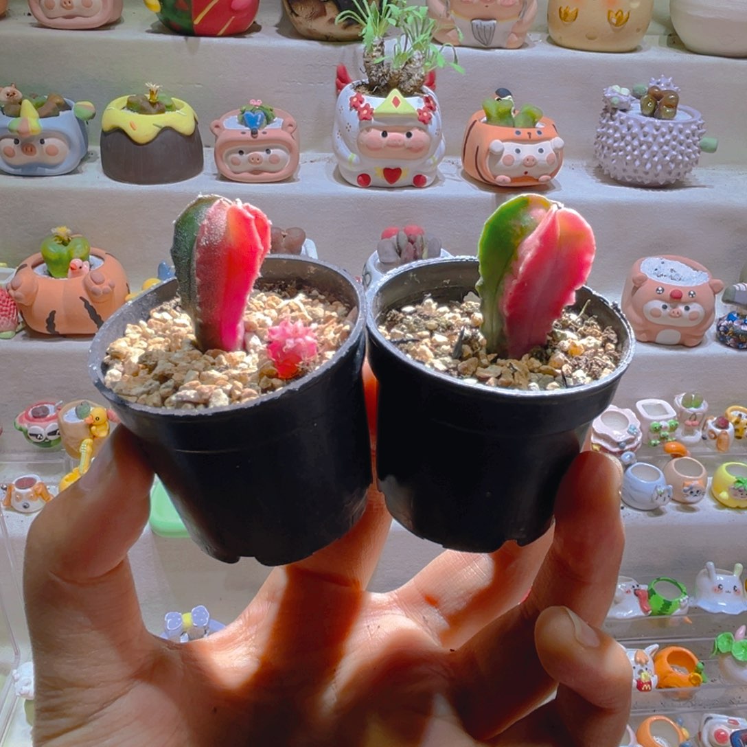 早****起人机宝贝专属折扣链接拍拍