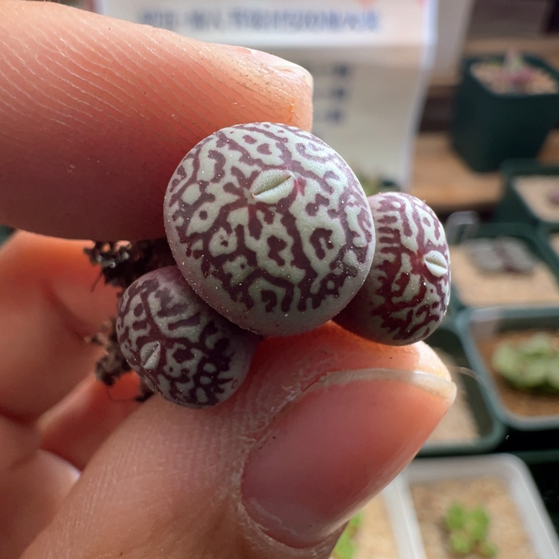 522。青蛙种源超墨。肉锥