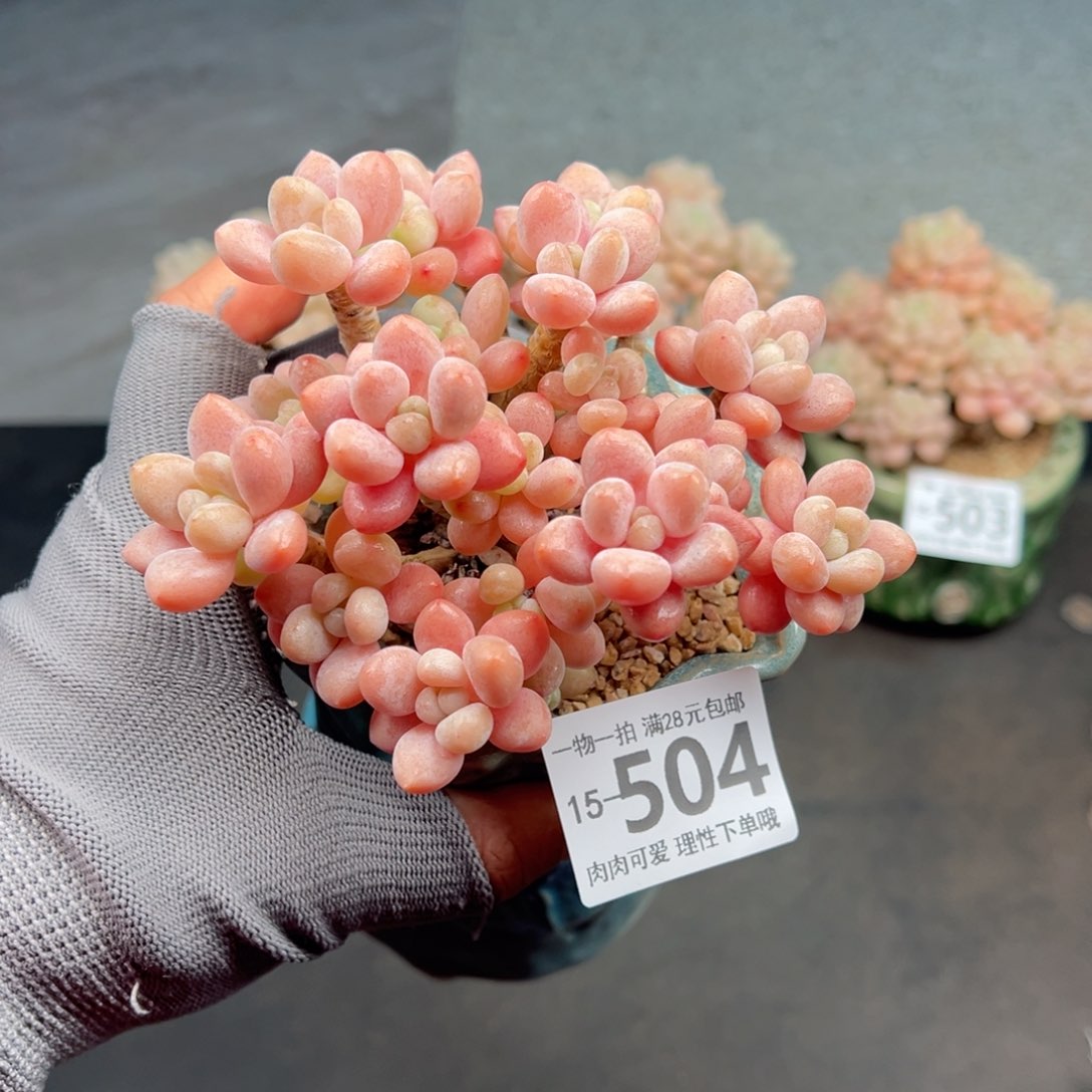 鱼子酱多肉多肉多肉多肉