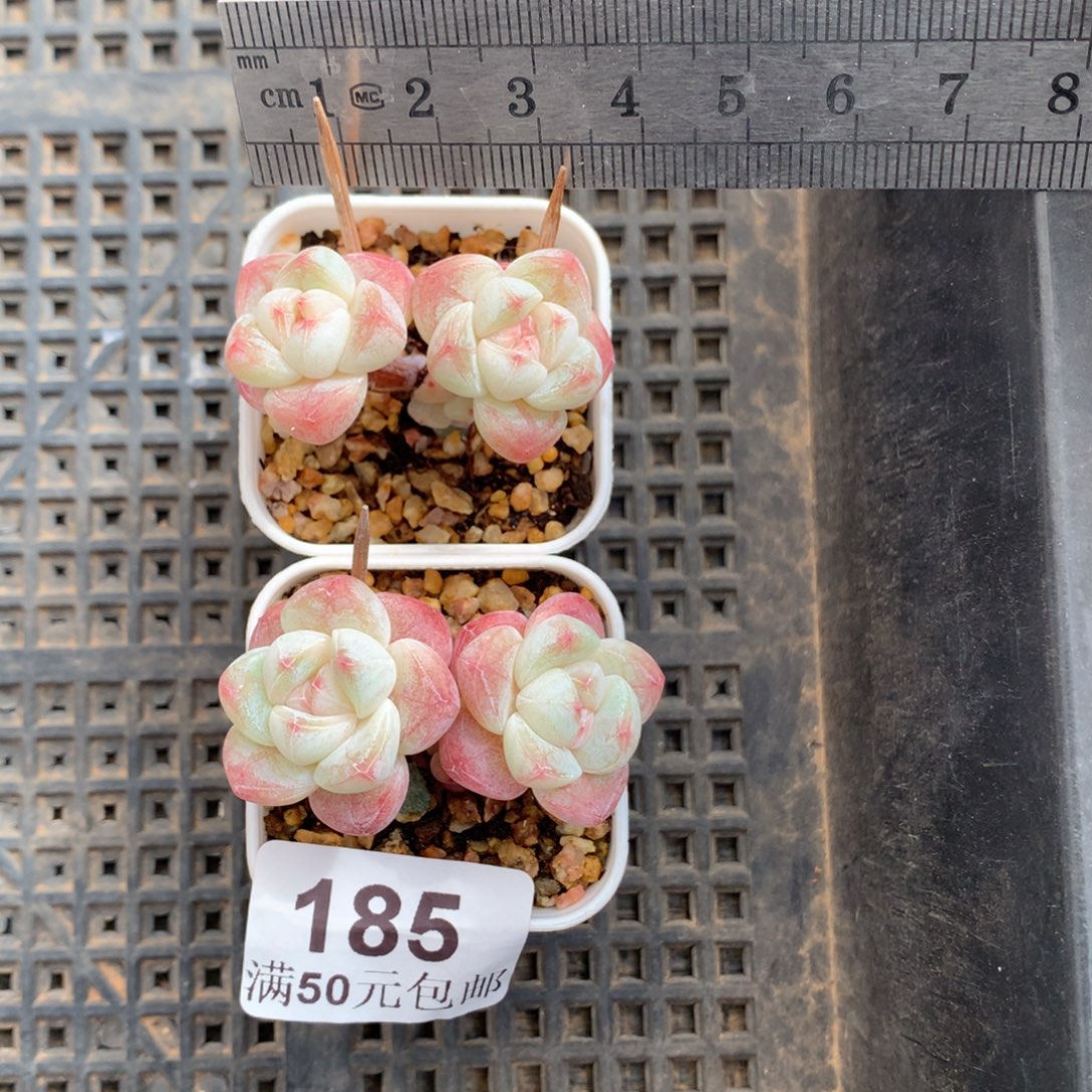 C***.185。小腿冰玉。带盆土。新粉送肉。