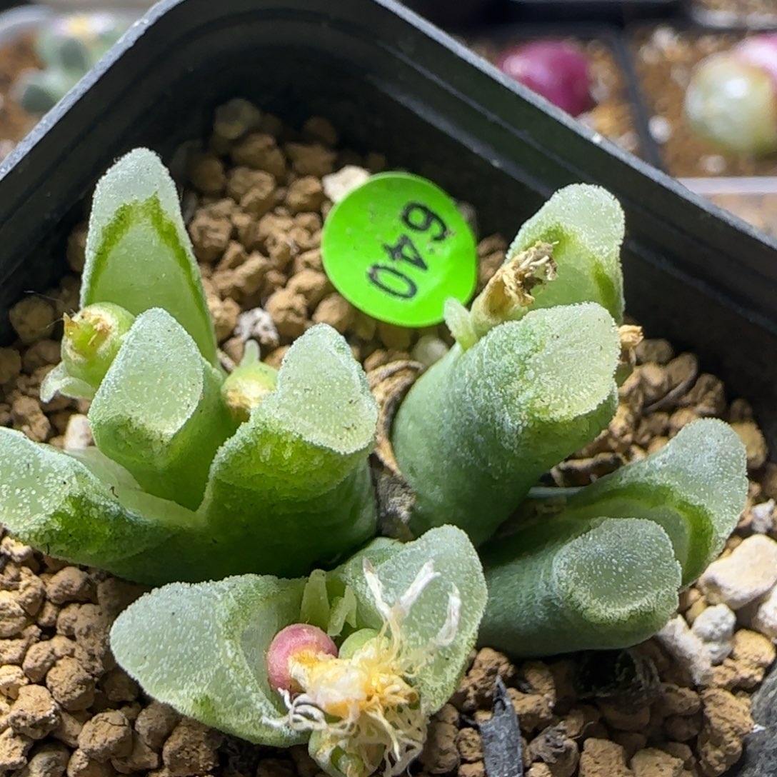 大型冰风铃群多肉640