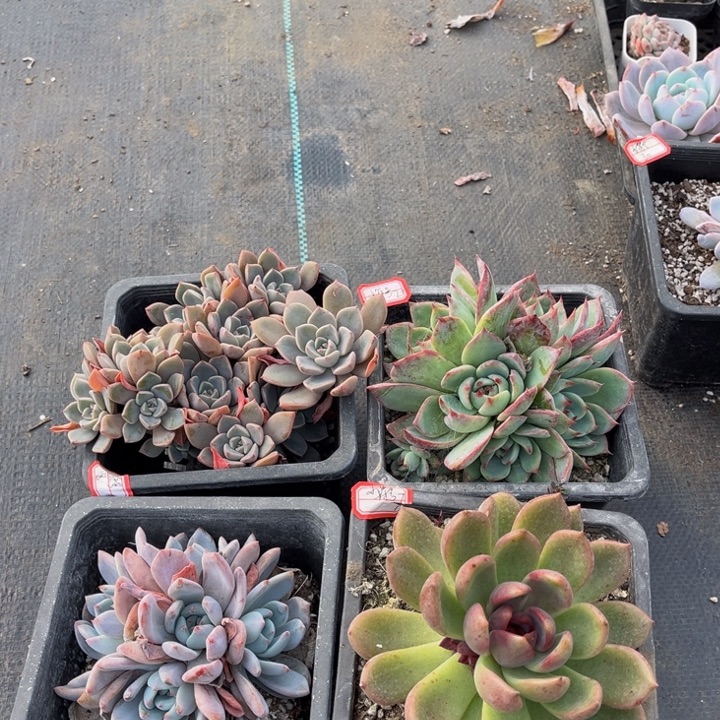 小***号惊鸿娃娃一颗巧克力玫瑰一颗