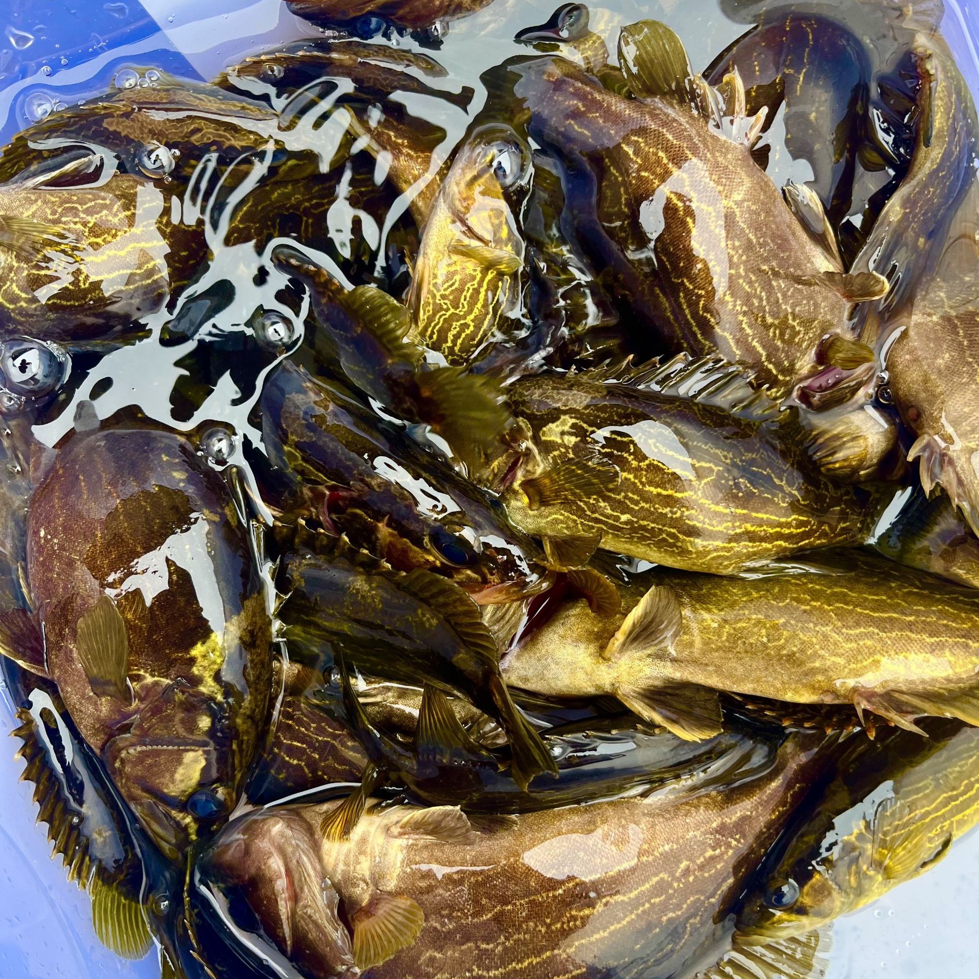 鲜活溪流石鳜鱼包邮包活到家