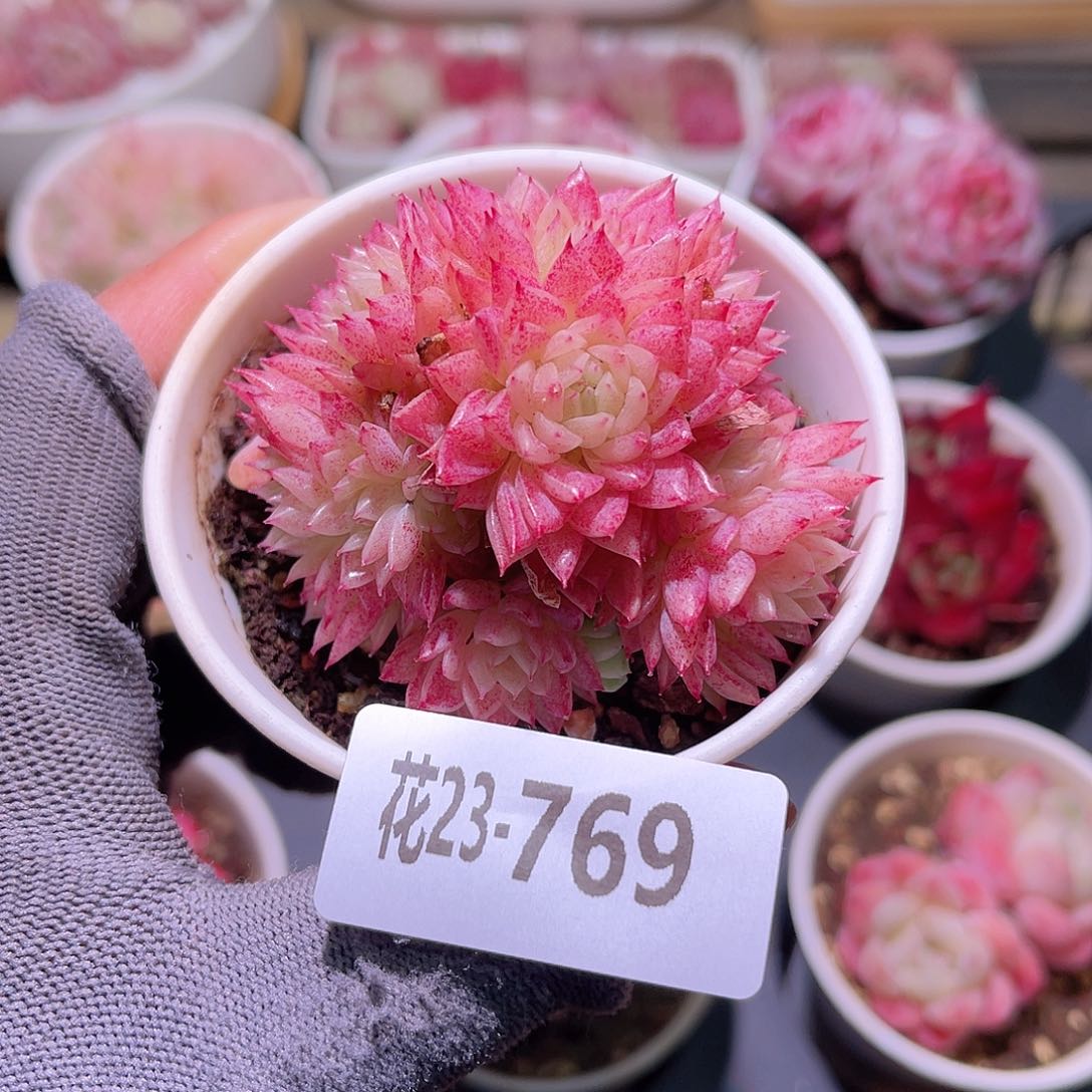 花23-769麦秆群生