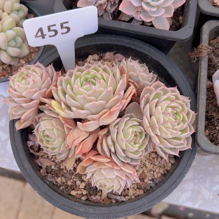 健健康康平平安安