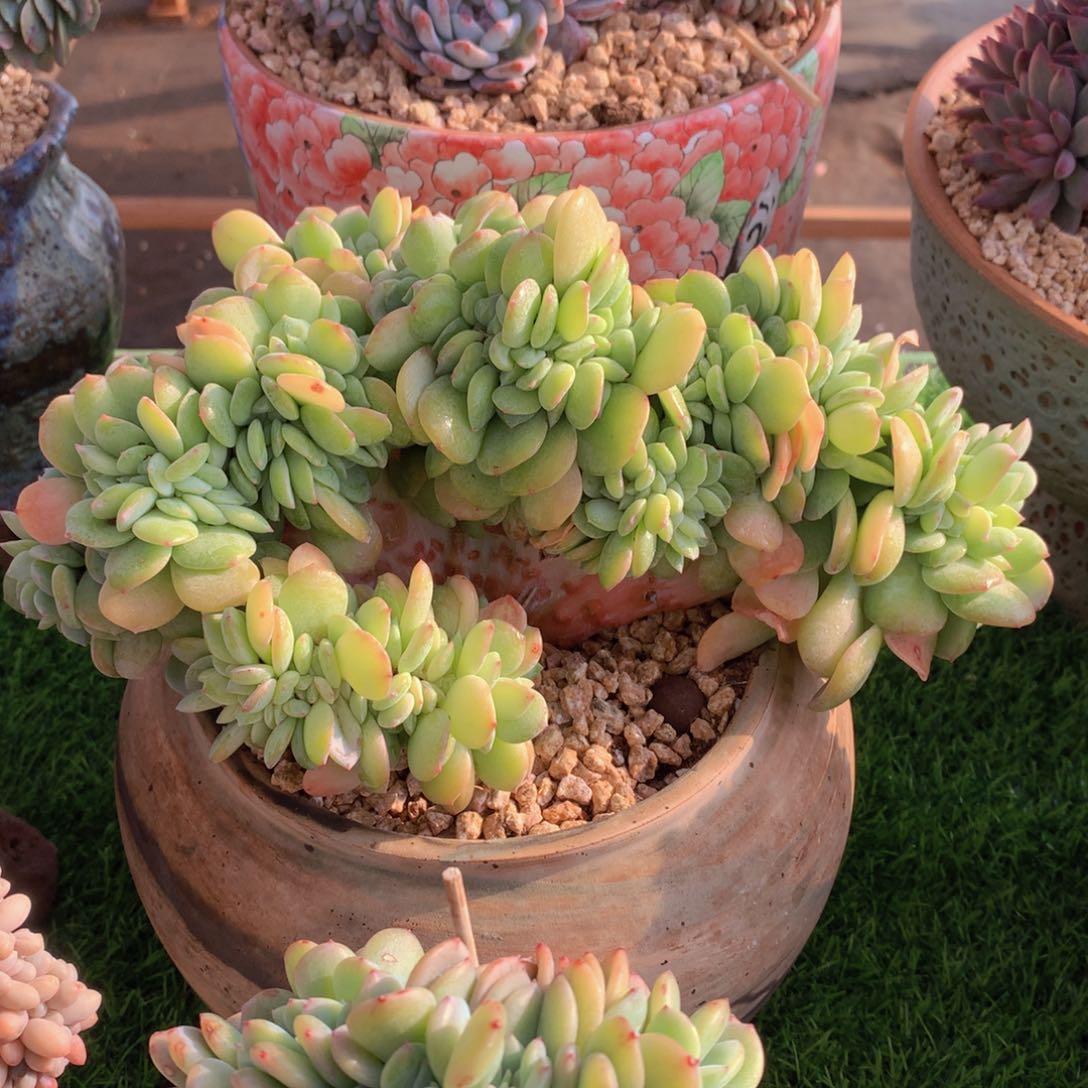 雪芙缀26 公分一物一拍