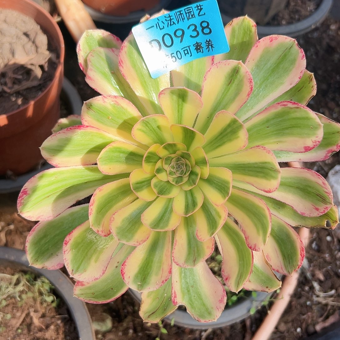 多肉植物多肉植物938