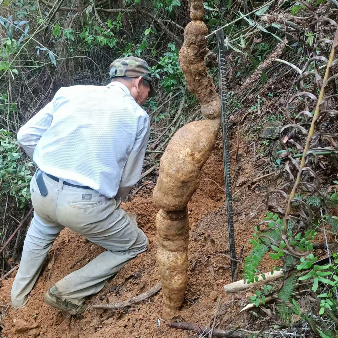 芡实、野生牛大力、千金拔
